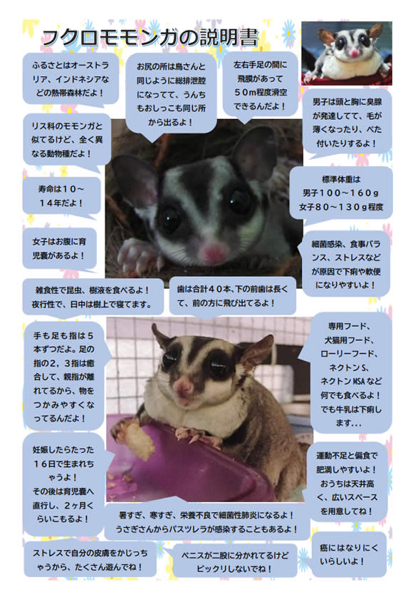 フクロモモンガの説明書