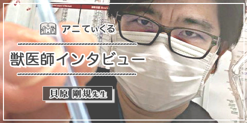 アニてぃくる 獣医師インタビュー