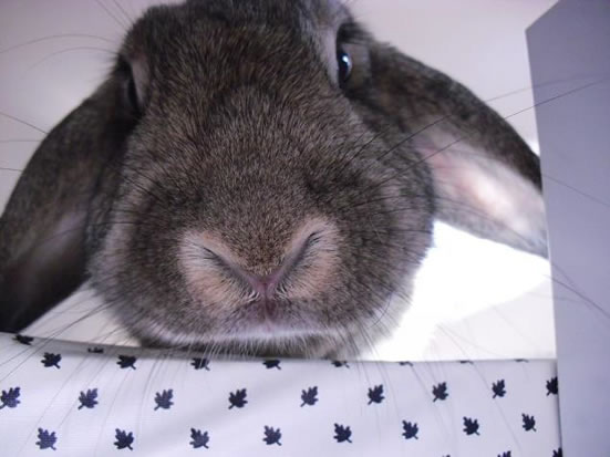 うさぎの眼